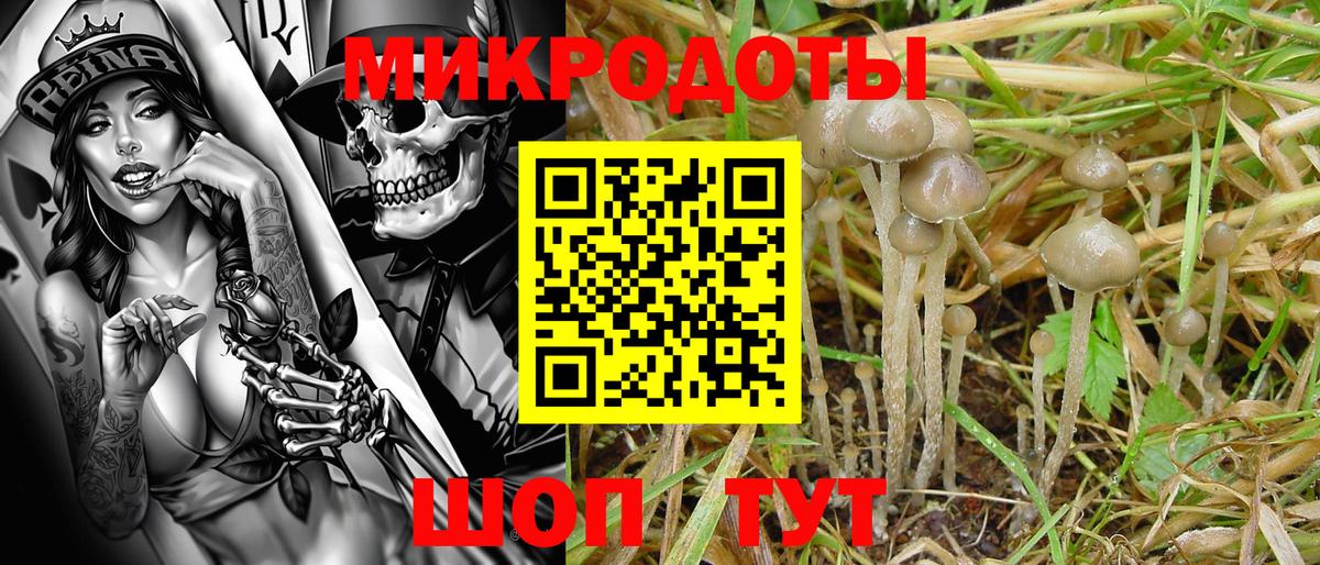 Галлюциногенные грибы Psilocybine cubensis Димитровград